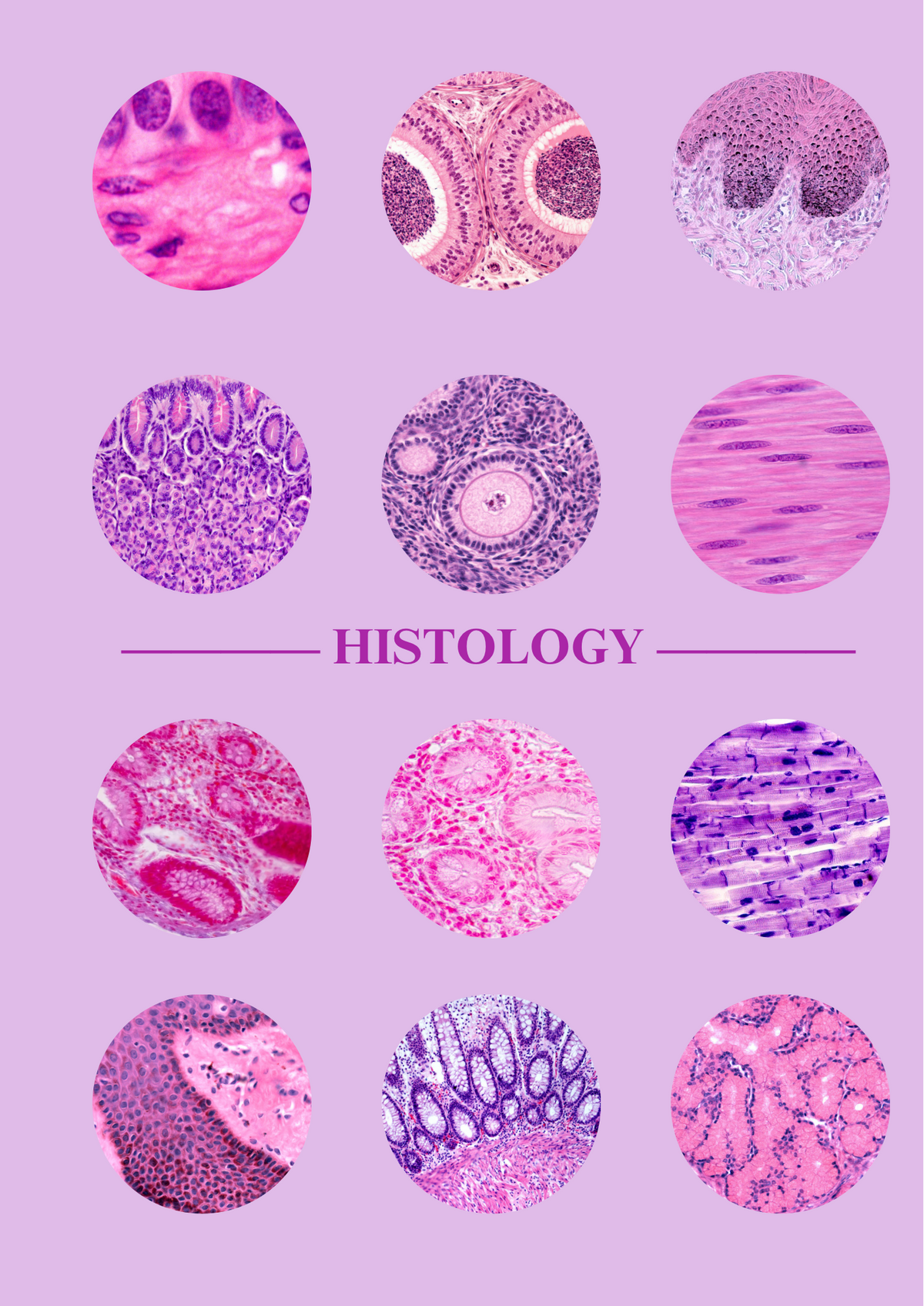 HISTOLOGY Notebook